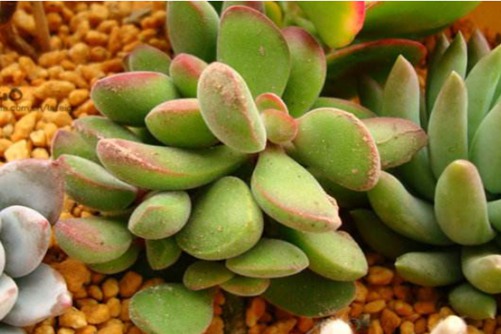 若歌诗的繁殖方法？方法对，一路惊喜一路风景！